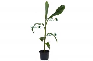 Bananowiec Musa Yunnanensis duże drzewko