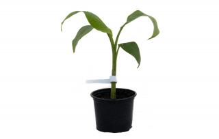 Bananowiec Musa Yunnanensis sadzonka