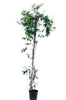 Jaśminowiec pnącze Trachelospermum jasminoides