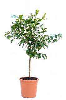Limonka Kaffir drzewo Lima Kaffir