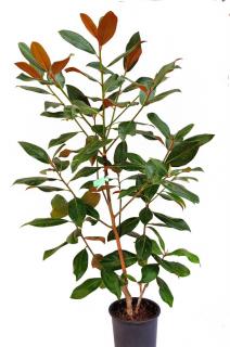 Magnolia odm. Gallisoniensis duży krzew
