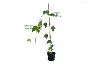 Passiflora capsularis sadzonka