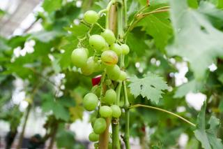 Winorośl właściwa duża sadzonka Vitis vinifera