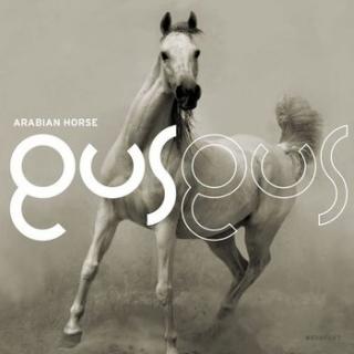 GUS GUS, Arabian Horse