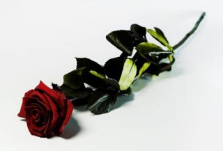 Róża wiecznie żywa 30cm stabilizowana