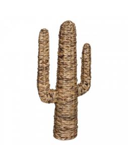 Kaktus hiacynt wodny75 cm