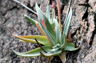 Agawa trójkątna (Agave triangularis var. subintegra) 3 nasiona
