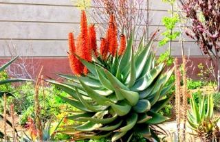 Aloes uzbrojony (Aloe ferox) 3 nasiona