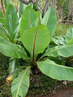 Banan abisyński (Ensete ventricosum) 3 nasiona 1 opakowanie po 3 nasiona