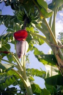 Banan Balbisiana olbrzymi kwiat (Musa balbisiana) 3 nasiona