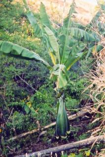 Banan madagaskarski (Ensete perrieri) 1 nasiono