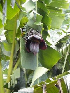 Banan Thompsona (Musa thompsonii) 3 nasiona