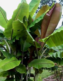Banan z czerwonawymi liśćmi (Musa 'Helen's Hybrid') 3 nasiona