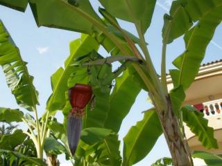 Banan z Yunnan (Musa yunnanensis) 3 nasiona 1 opakowanie po 3 nasiona