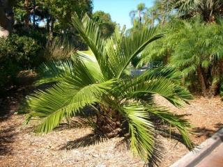 Chilijska palma miodowa (Jubaea chilensis) 1 nasiono