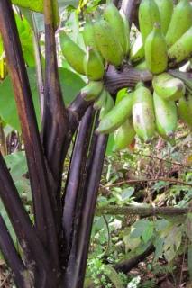 Czarny banan (Musa textilis 'Ebony') 1 nasiono