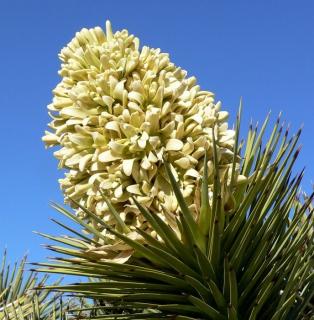Drzewo Jozuego (Yucca brevifolia) 3 nasiona
