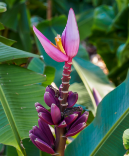 Fioletowy banan królewski (Musa ornata Purple) 3 nasiona 1 opakowanie po 3 nasiona
