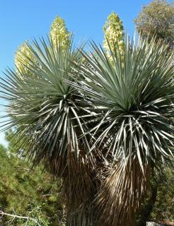 Juka rigida (Yucca rigida) 3 nasiona 1 opakowanie po 3 nasiona