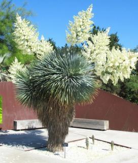 Juka rostrata (Yucca rostrata) 3 nasiona 30 opakowań po 3 nasiona
