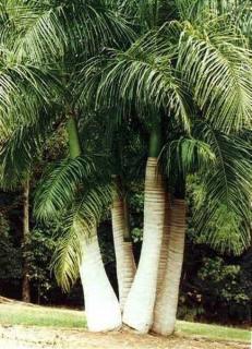 Kubańska palma królewska (Roystonea regia) 3 nasiona 1 opakowanie po 3 nasiona