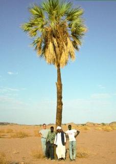 Medemia, Palma Pustyni Nubijskiej (Medemia argun) 1 nasiono palmy