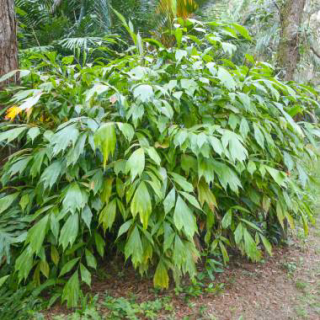 Miniaturowa palma cukrowa (Arenga caudata) 3 nasiona
