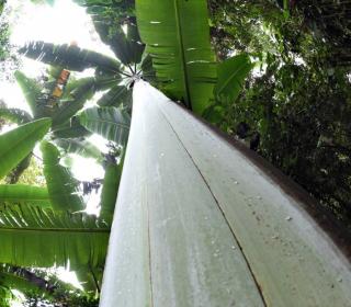 Największy banan świata Giant Highland Banana (Musa ingens) 1 nasiono