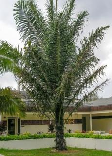 Palma cukrowa (Arenga pinnata) 3 nasiona