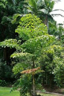 Palma orzechowa kariota (Caryota mitis) 3 nasiona