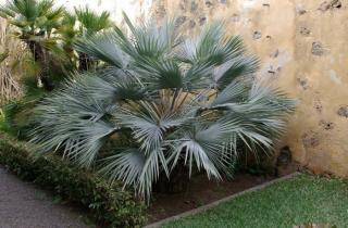Palma pakistańska (Nannorrhops ritchiana) 3 nasiona