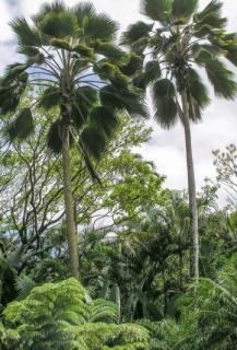 Palma z Fidżi (Pritchardia pacifica) 3 nasiona