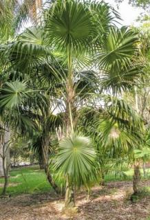 Palma z Florydy (Thrinax radiata) 3 nasiona