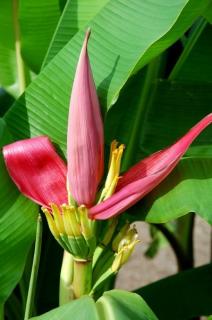 Różowy banan królewski (Musa ornata 'Pink') 3 nasiona 1 opakowanie po 3 nasiona
