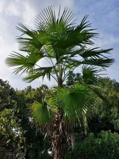 Szorstkowiec latisectus (Trachycarpus latisectus) 3 nasiona