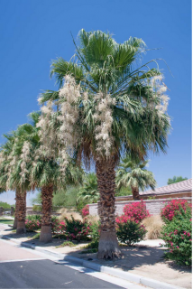 Waszyngtonia ‘Filibusta’ hybryda (Washingtonia sp. 'Filibusta') - 3 nasiona palmy 1 opakowanie po 3 nasiona