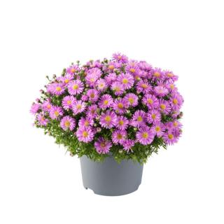 Aster 'Alpha Pink' | Aster  Doniczka 1 litrowa