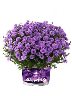 Aster 'Alpha Purple Rocket' | Aster  Doniczka 1 litrowa