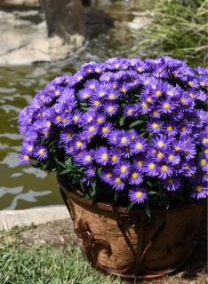 Aster 'Island Samoa' | Aster