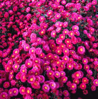 Aster krzaczasty 'Royal Ruby' | Aster dumosus