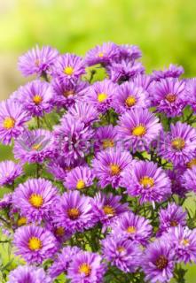 Aster nowobelgijski 'Patricia Ballard' | Aster novi-belgii