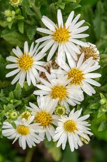 Aster żeniszkowaty 'Ashvi' | Aster ageratoides