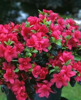 Azalia japońska 'Maruschka' | Azalea japonica