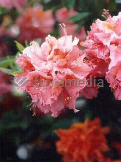 Azalia wielkokwiatowa 'Sarina'  Rhododendron