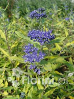 Barbula klandońska 'Worchester Gold' | Caryopteris x clandonensis