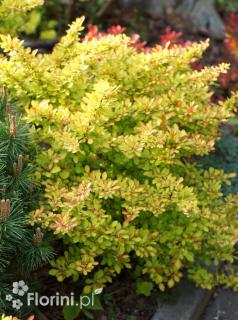 Berberys Thunberga 'Diabolicum'  Berberis thunbergii