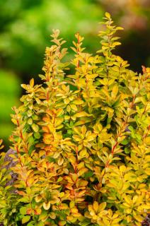 Berberys Thunberga 'Maria'  Berberis thunbergii