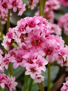 Bergenia 'Dragonfly Sakura' | Bergenia cordifolia