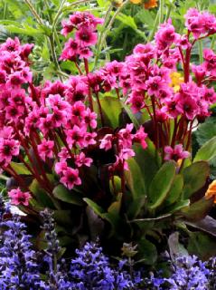 Bergenia 'Flirt' | Bergenia