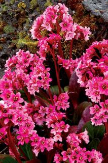 Bergenia 'Pink Dragonfly' | Bergenia cordifolia